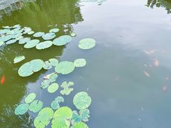 -济南大明湖景区