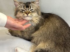 -共舞时光猫咖·狗咖(新街口店)