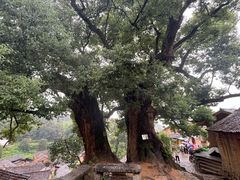 -杨家堂村