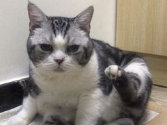-美联众合动物医院·24h转诊中心
