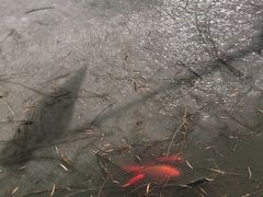 -丰台花园