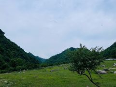 -狮子沟牧场