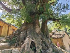 -杨家堂村