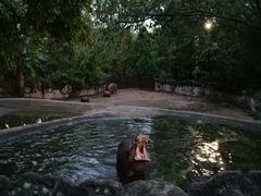 -清迈夜间动物园