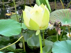 -泗洪洪泽湖湿地景区