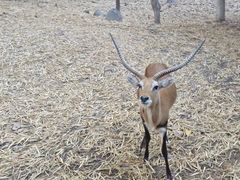 -清迈夜间动物园