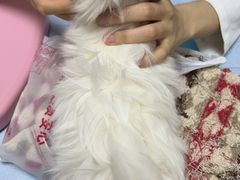 -美联众合动物医院·24h转诊中心