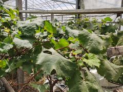 -马陆小张葡萄园农家乐