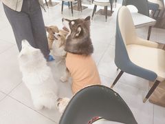 -安格丽娜·狗咖·猫咖羊驼咖(春熙路百盛商场店)