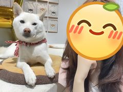 -柴务处·柴犬主题狗咖