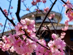 -顾村公园