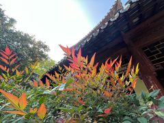 -秋霞圃