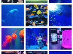 -海合安天津极地海洋公园