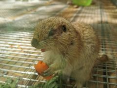 -北京鹿世界主题园