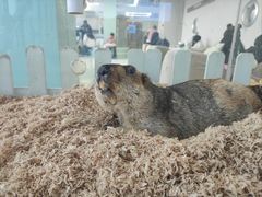 -怪兽屋·羊驼·猫咖·狗咖(俊华广场店)