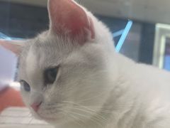 -babydoll猫舍·米努特·德文·缅因(久光中心店)