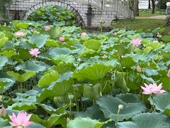-惠州西湖丰渚园