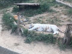 -大连森林动物园