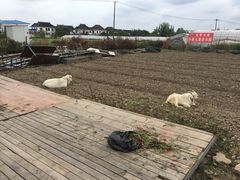 -小鱼草莓采摘园农家乐·小鱼餐厅