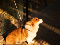 -三里屯东五街银杏大道