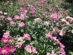 -长春公园(普阳街道)