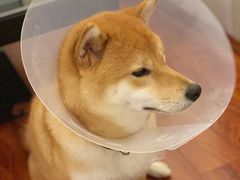 -爱妮康宠物医院·干细胞免疫细胞·肿瘤·心脏(张江店)