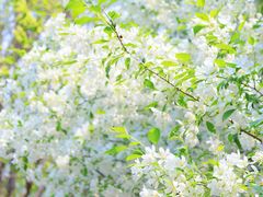 -长白岛森林公园