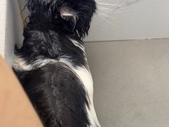 -安安宠医·臻爱宠物医院·宠保定点(营门口路分院)