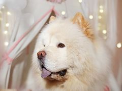 -超宠爱宠物摄影-Super pet