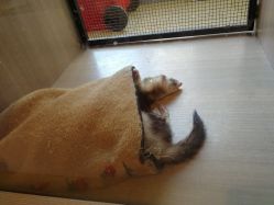 -Moni星球萌宠·小马宝莉·灵蛇·高端高阶全萌宠互动体验俱乐部(红豆国际广场店)