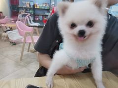 -汪说·狗咖(旺城大厦店)
