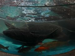 -魏铭鱼头捞饭(晋阳路店)