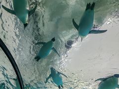 -珠海长隆海洋王国