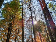 -上海海湾国家森林公园