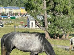 -喀纳斯鸿福生态度假酒店