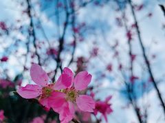 -观澜湖生态运动公社