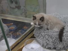 -糯米喵星人总部直营旗舰店·猫舍·幼猫出售