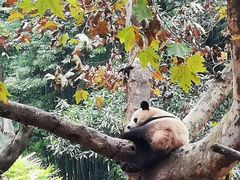 -都江堰中华大熊猫苑
