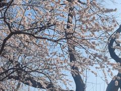 -桃花堤公园