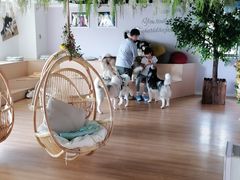 -Husky Go! 哈士奇体验馆·宠物咖啡厅狗咖