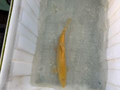 -东江湖游水三文鱼美食城