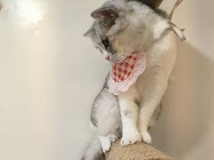 -共舞时光猫咖·狗咖(新街口店)