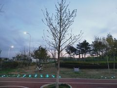 -丁香湖公园