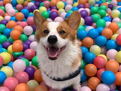 -汪说喵讲宠物乐园宠物酒店(红星美凯龙店)