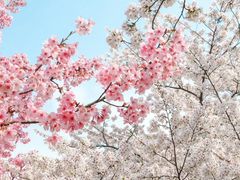-武汉大学-樱园