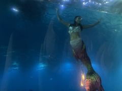 -海棠湾洲际-涛·海底餐厅·美人鱼·自助餐·海底隧道