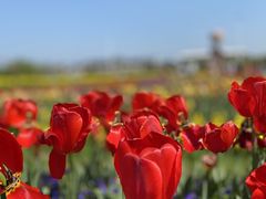 -苏州太湖西山岛开心农场