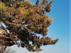 -香山公园