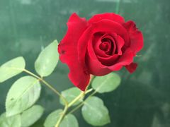 -德克士(什邡永辉超市店)