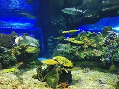 -江和美海洋公园